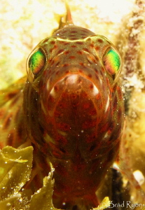 The stare down by Brad Ryon 